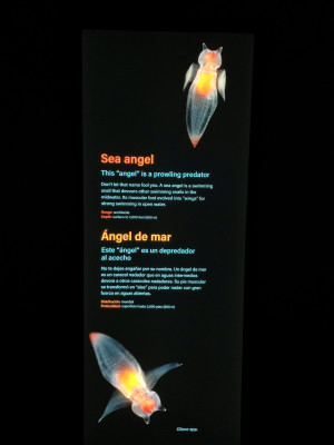 Backlit exhibit that is part of Into the Deep at the Monterey Bay Aquarium.